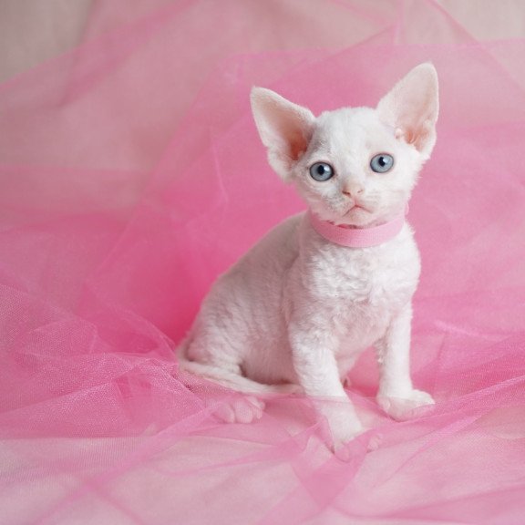 Devon Rex NOV Nika