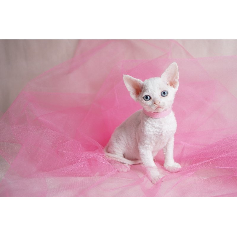 Devon Rex NOV Nika