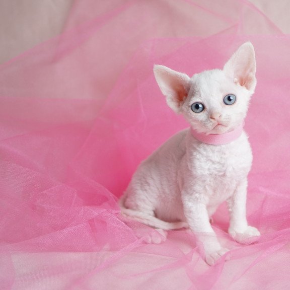 Devon Rex NOV Nika