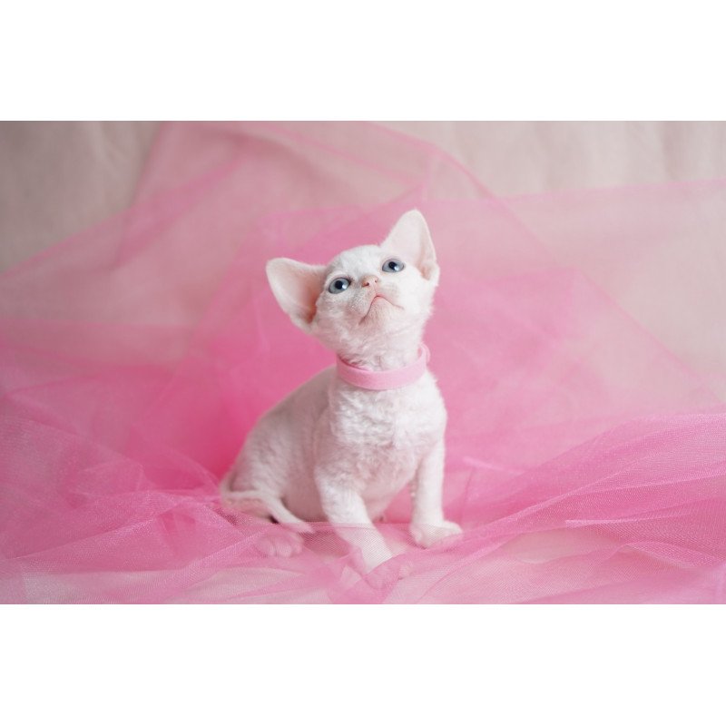 Devon Rex NOV Nika