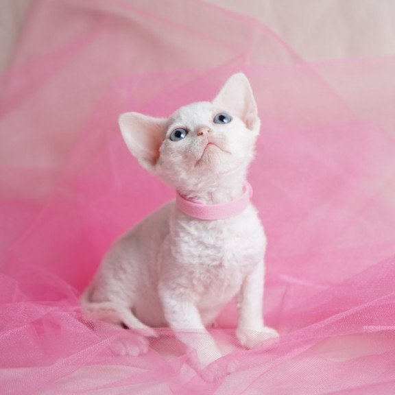 Devon Rex NOV Nika