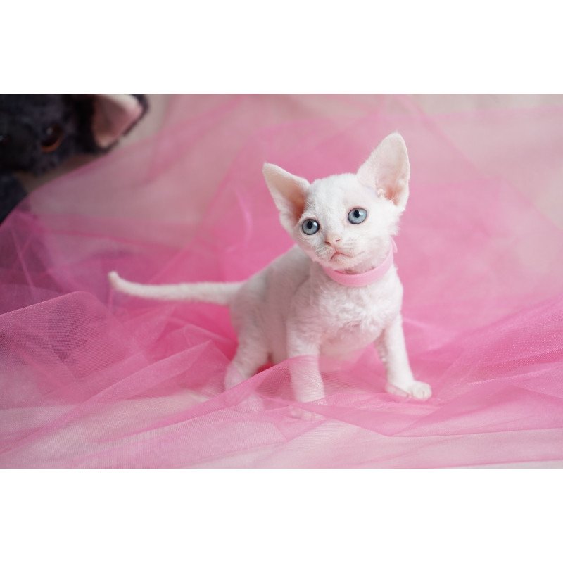 Devon Rex NOV Nika