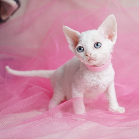 Devon Rex NOV Nika