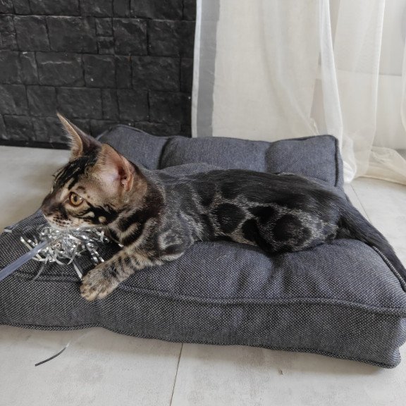 Bengal NOV Hugo