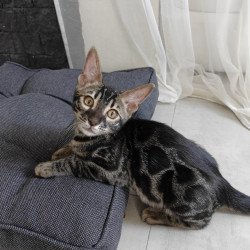 Bengal NOV Hugo