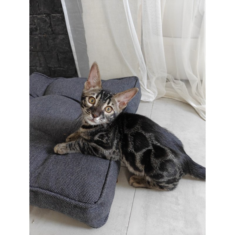 Bengal NOV Hugo
