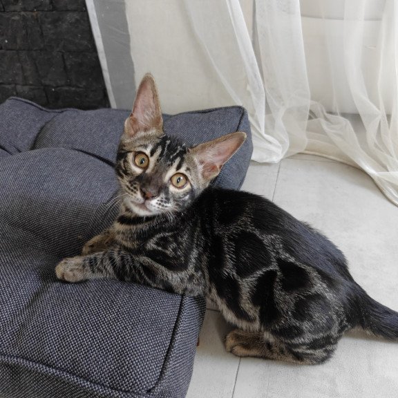 Bengal NOV Hugo
