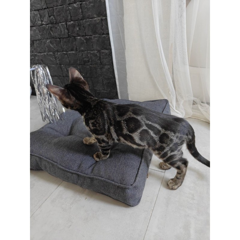 Bengal NOV Hugo