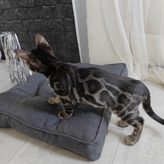 Bengal NOV Hugo