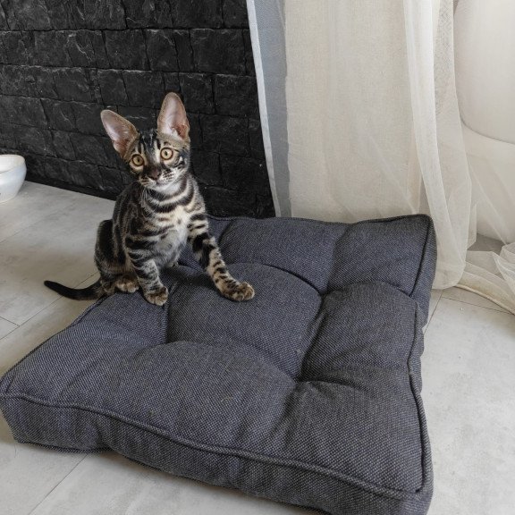Bengal NOV Hugo