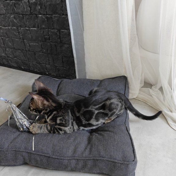 Bengal NOV Hugo