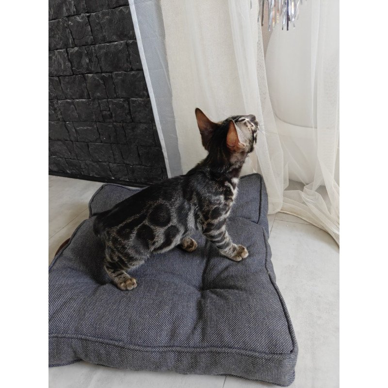 Bengal NOV Hugo