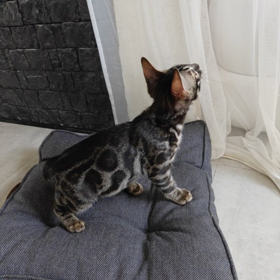 Bengal NOV Hugo