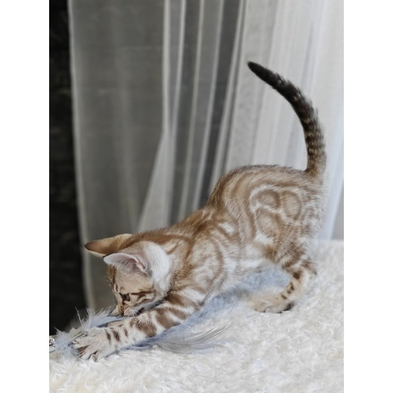 Bengal NOV Helen