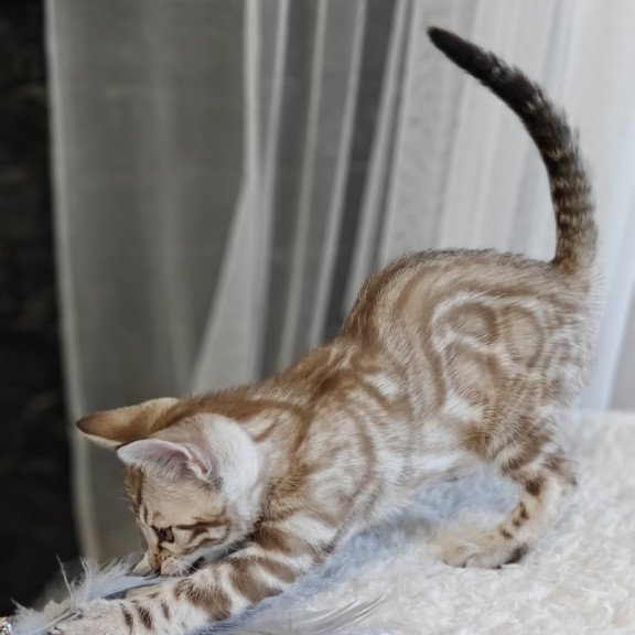 Bengal NOV Helen
