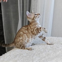 Bengal NOV Helen