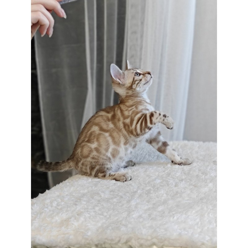Bengal NOV Helen