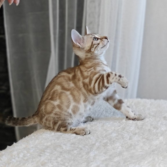 Bengal NOV Helen