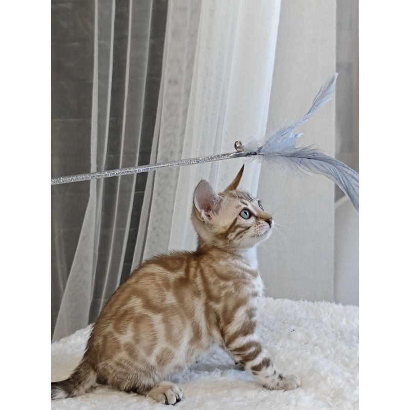 Bengal NOV Helen