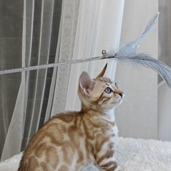 Bengal NOV Helen