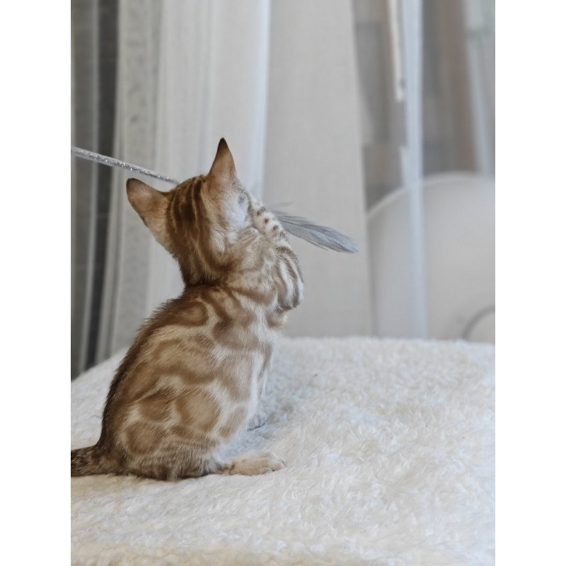 Bengal NOV Helen