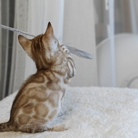Bengal NOV Helen