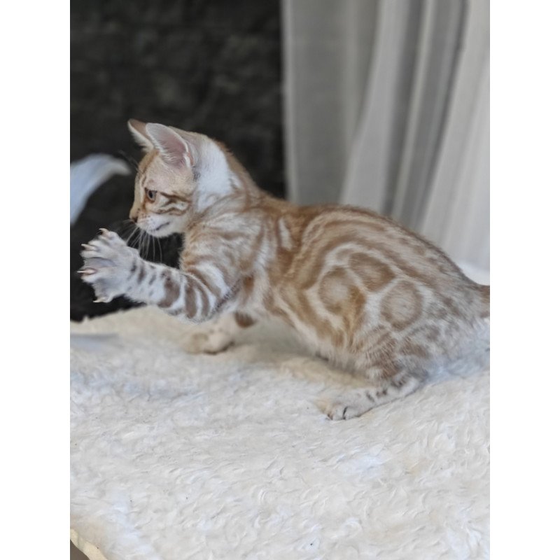 Bengal NOV Helen