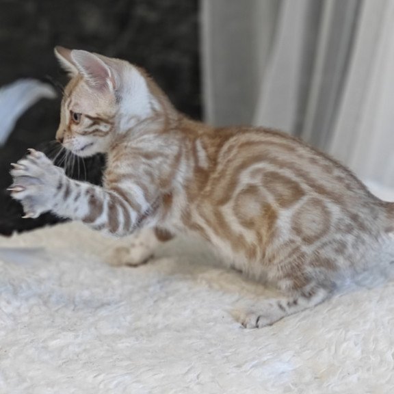 Bengal NOV Helen