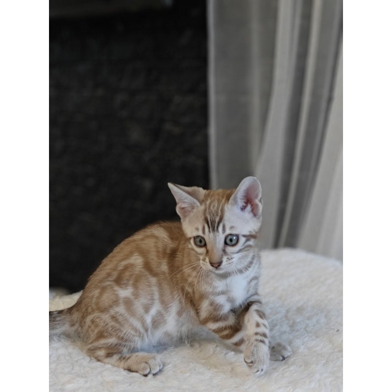 Bengal NOV Helen