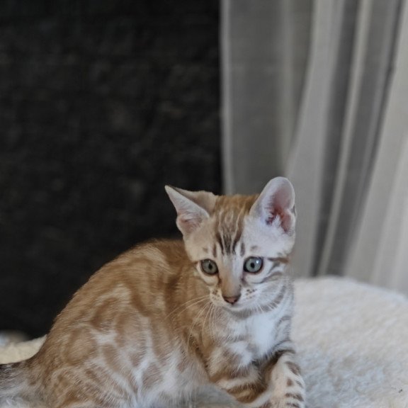 Bengal NOV Helen