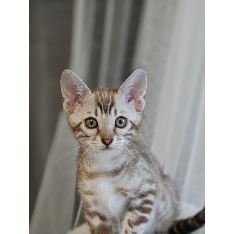Bengal NOV Helen