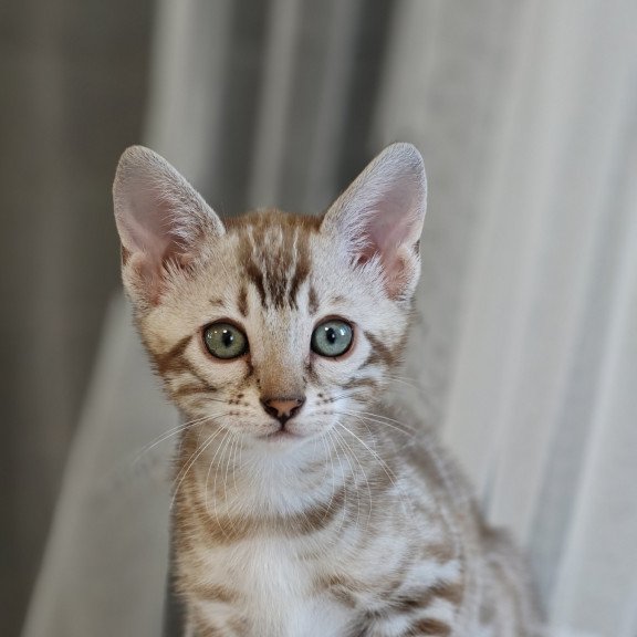 Bengal NOV Helen