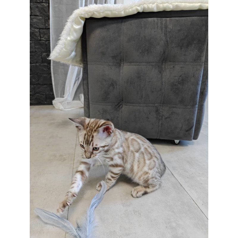 Bengal NOV Henly