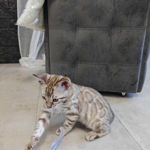 Bengal NOV Henly