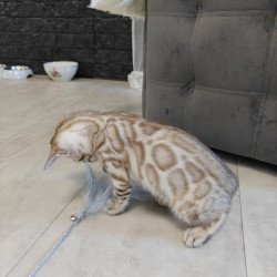 Bengal NOV Henly