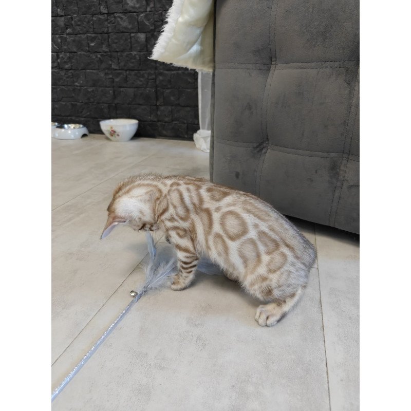 Bengal NOV Henly