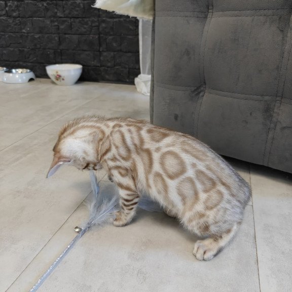 Bengal NOV Henly