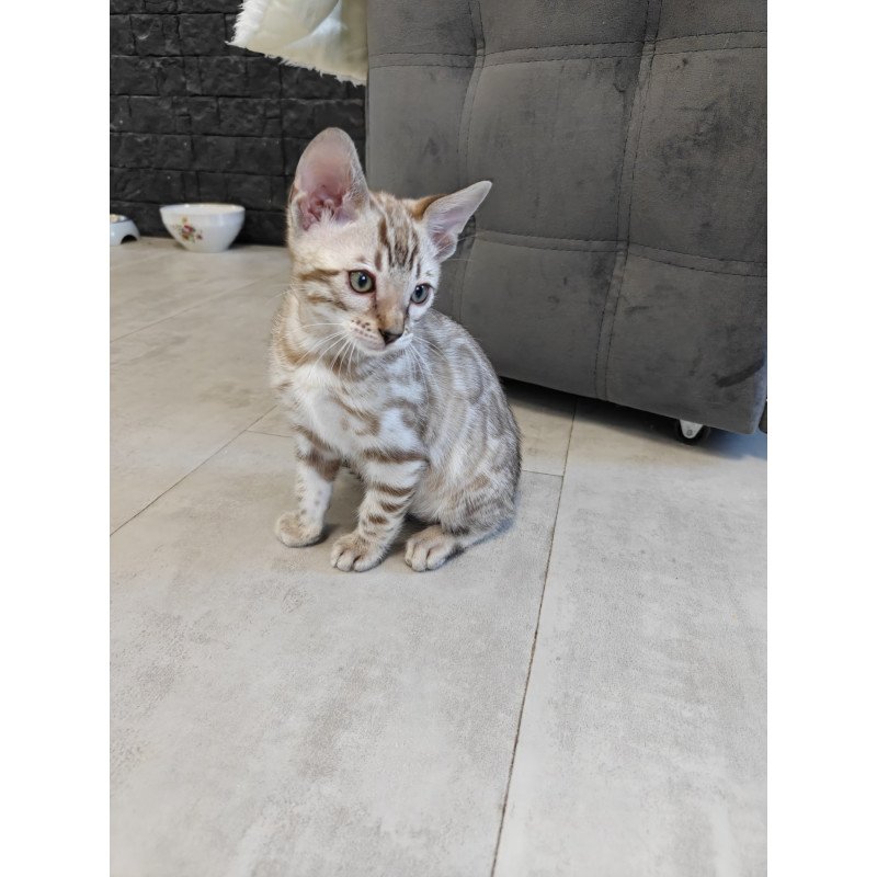 Bengal NOV Henly