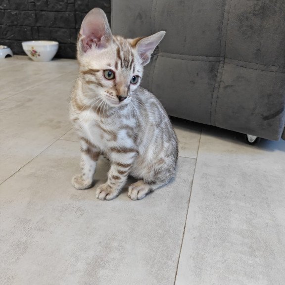 Bengal NOV Henly