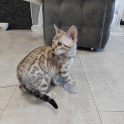 Bengal NOV Henly