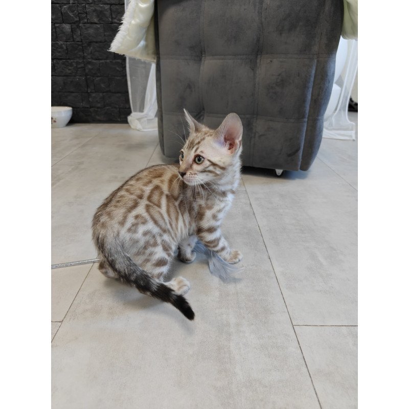 Bengal NOV Henly