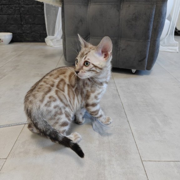 Bengal NOV Henly