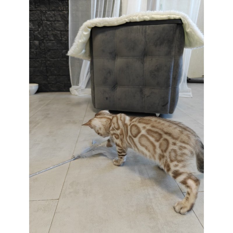 Bengal NOV Henly