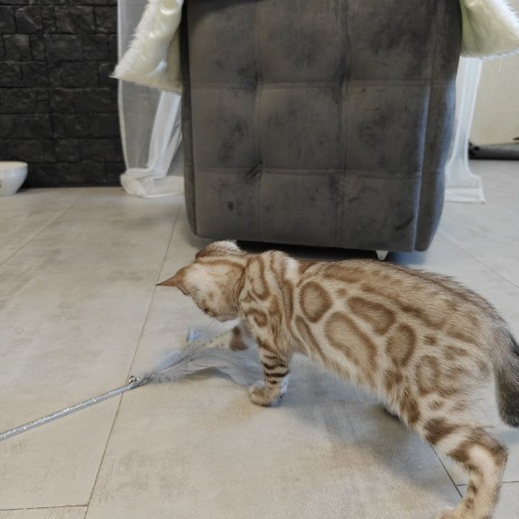 Bengal NOV Henly