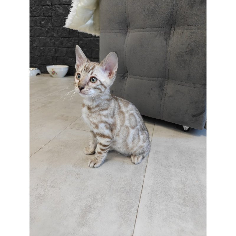Bengal NOV Henly