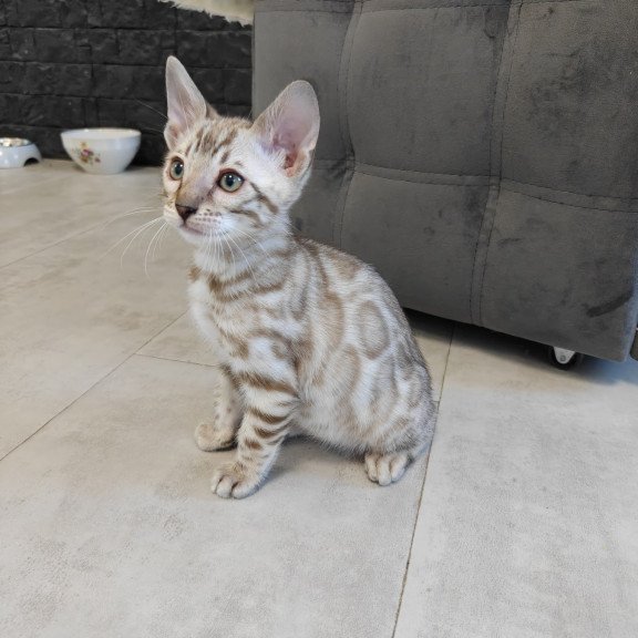 Bengal NOV Henly