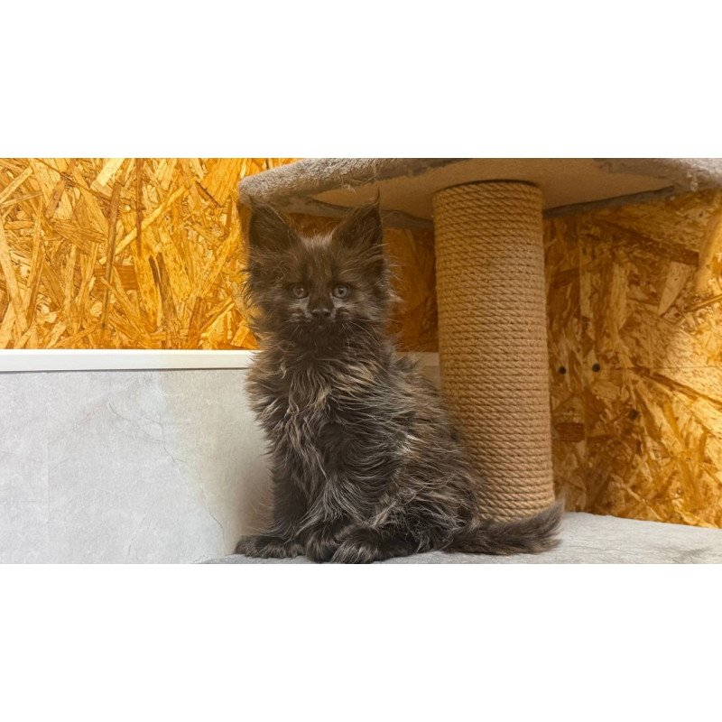 Maine Coon NOV Freya Polydactyl