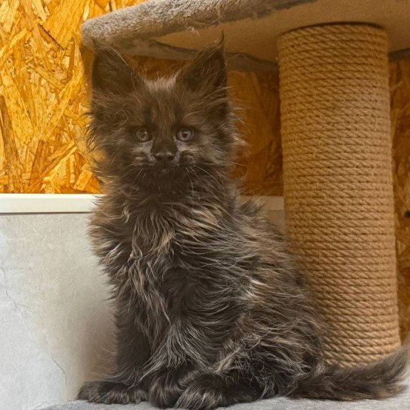 Maine Coon NOV Freya Polydactyl