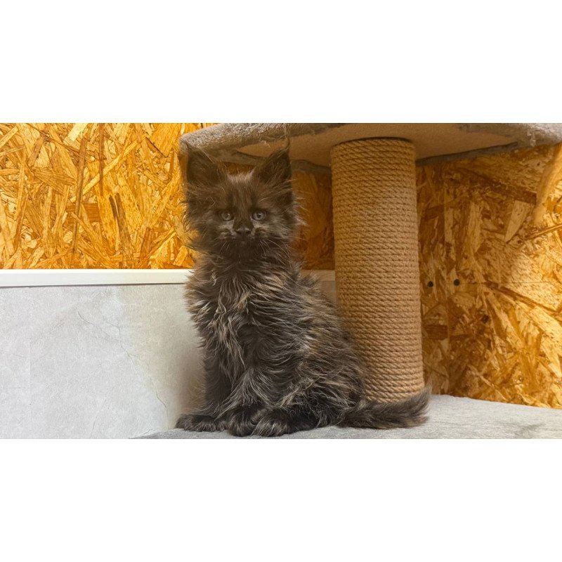 Maine Coon NOV Freya Polydactyl