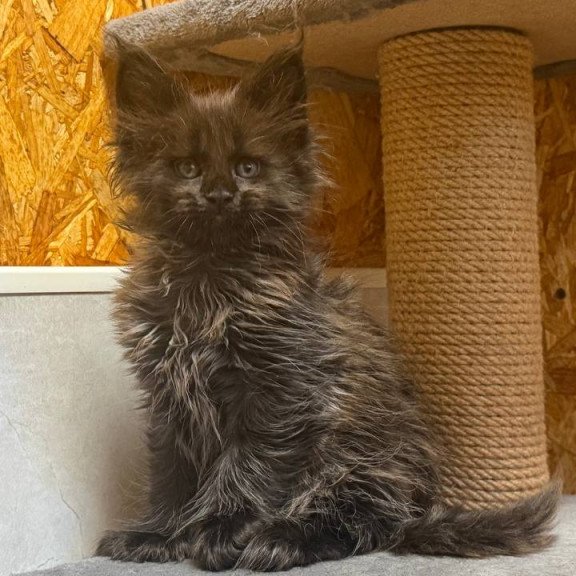Maine Coon NOV Freya Polydactyl